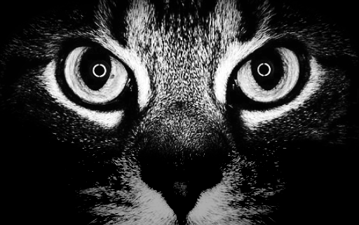 cryptocat csecurity cryptocat csecurity
